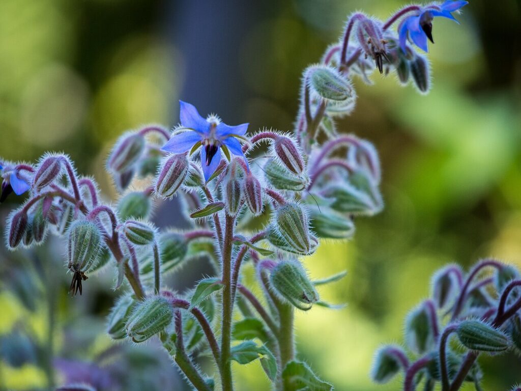 Sostanza naturale ad uso biostimolante