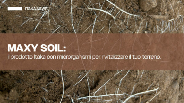 maxy soil