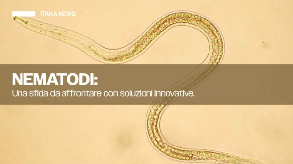 nematodi in