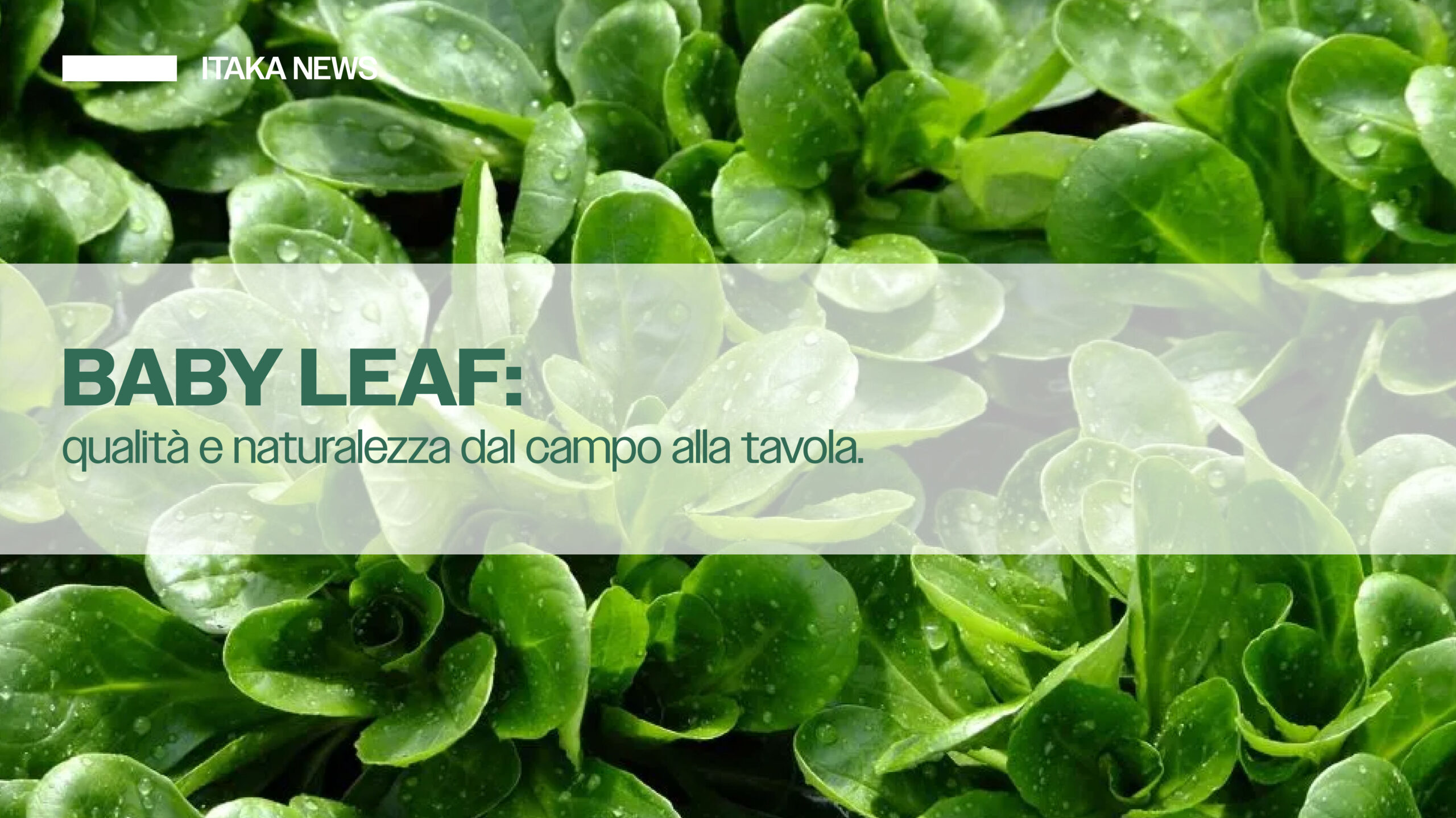 Baby leaf qualità e naturalezza dal campo alla tavola rucola spinacino valeriana red chard