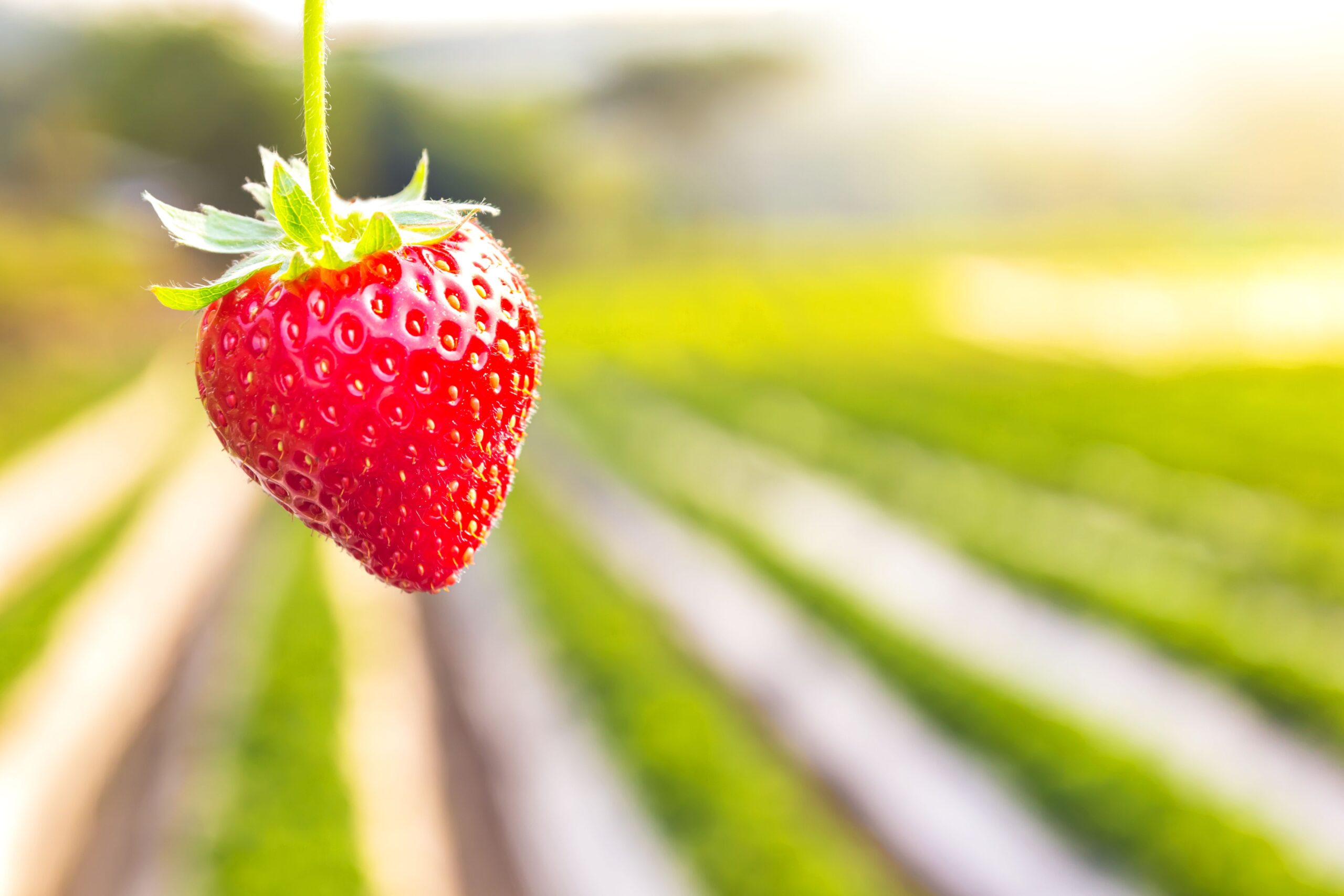 Fragola, fumigazione arsac bioreset