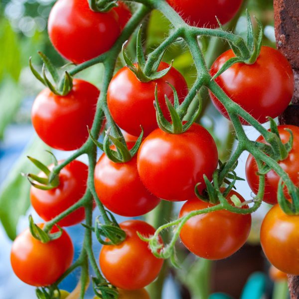 Rote Tomaten an einem Tomatenstrauch, Freilandanbau, Paradeiser,